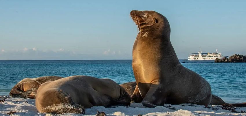 Galapagos